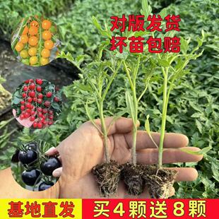 Taste: Tomato seedlings, vegetable seedlings, tomato seedli