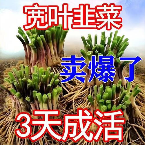 Rootseedlingsfreshlydugwi