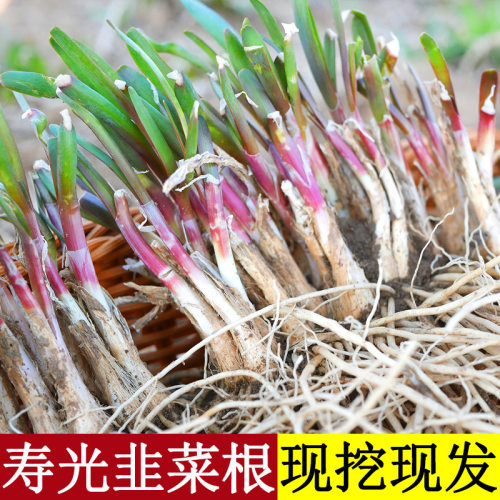 Excavate chive roots, seedlings, red roots, purple roots, f