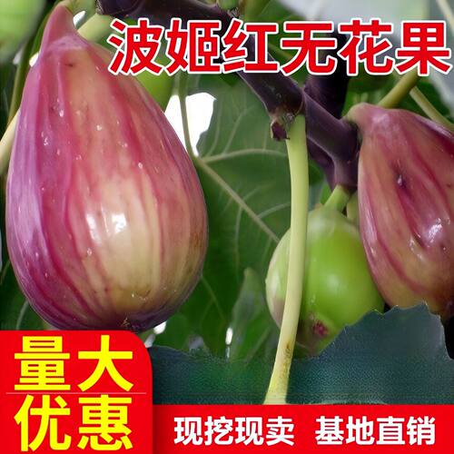 波姬红无花果苗南北方地种植果树