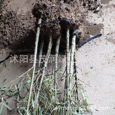园林绿化竹子盆植物罗汉竹竹长
