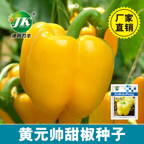 Yellow bell peppers, vegetables, colored peppers, indoor ba