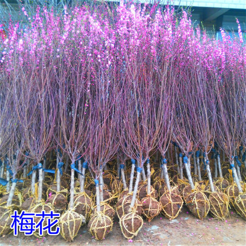 Plumblossomsaplingsredplu