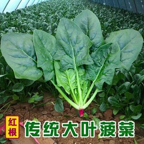 New Spinach Vegetable Vegetables Spring Wave Vegetable T-sh