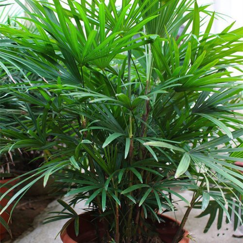 Newlargeindoorfoliageplan