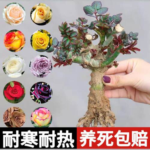 Rosesaplingsoldstumpsrose