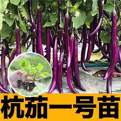 Purple red thread eggplant seedling thread eggplant long eg