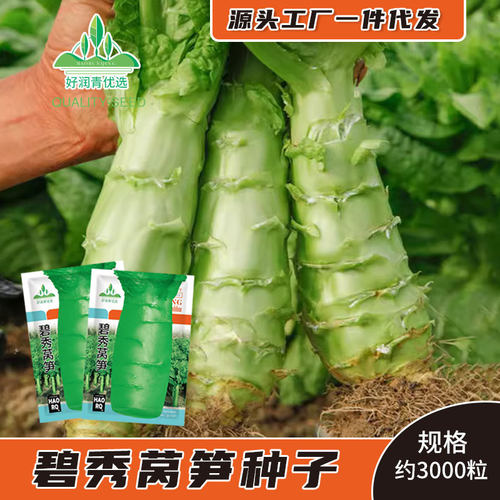 New Lettuce Double White Skin Lettuce Green Skin Green Meat