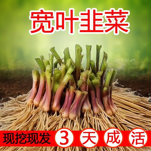 NewRootSeedlingsPurpleRoo
