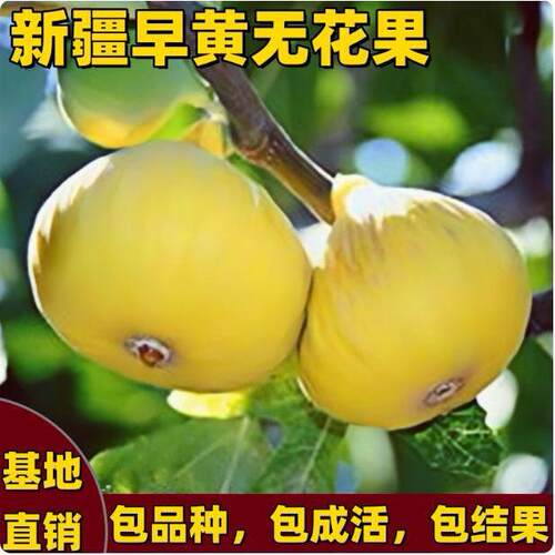 ExtralargefruitseedlingsB