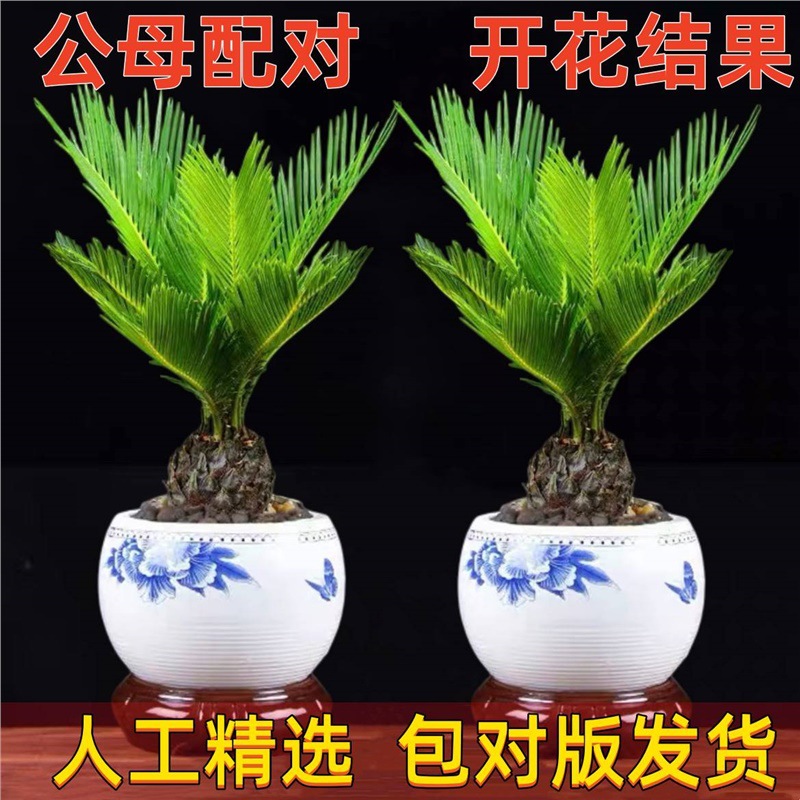 Urgent processing of subway seedlings, cold resistant green