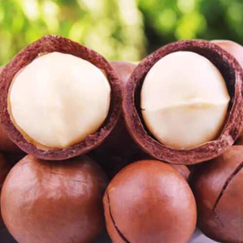 HawaiianAustralianNutSeedl