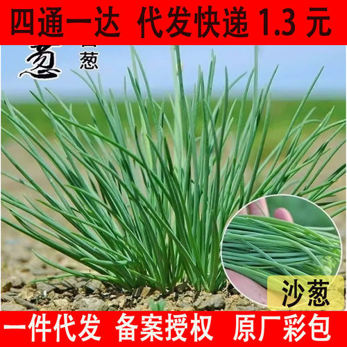 New Wild Scallion Cold Resistant Mongolian Scallion Leek Sc