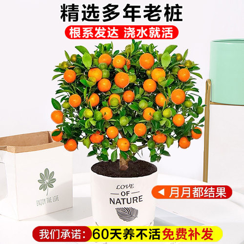 Kumquatsaplingpotwithfrui