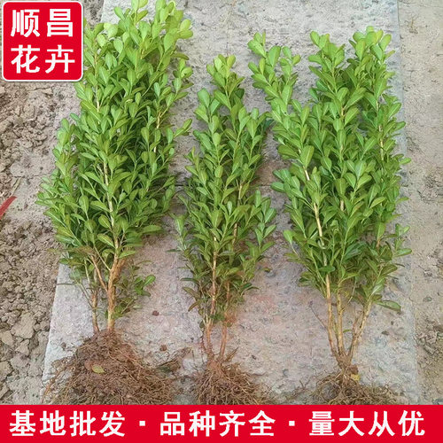 Smallseedlingssmallleaves