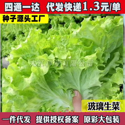 Cream vegetables, purple cabbage, American speed lettuce, b