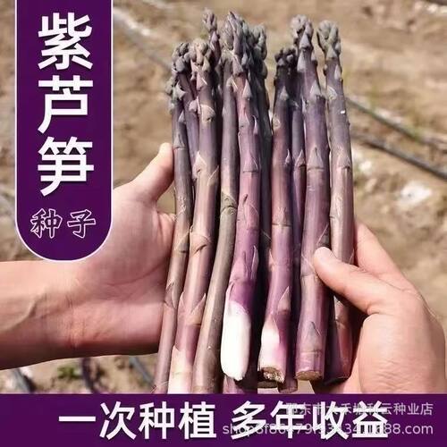 New Purple Asparagus Dragon Beard Vegetable Fruit Balcony P