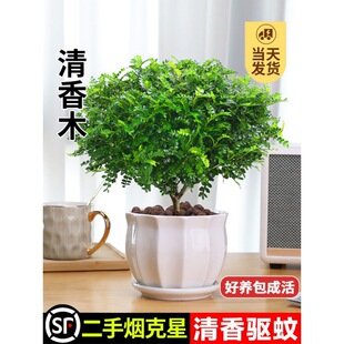 Authentic pepper wood pot, indoor and outdoor, grass plants