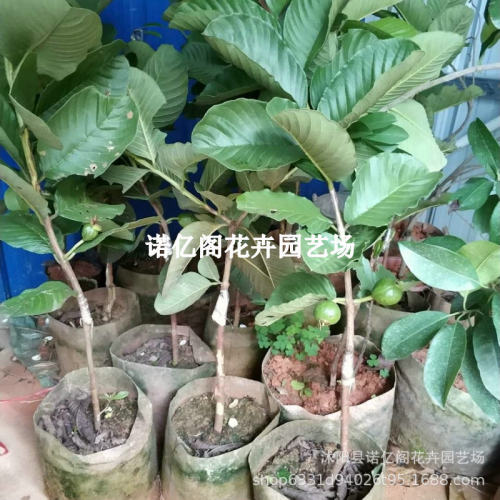 Pomegranate seedlings, red heart watermelon, guava, preciou