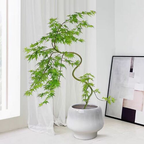 FlowingSpringMaplePotGree