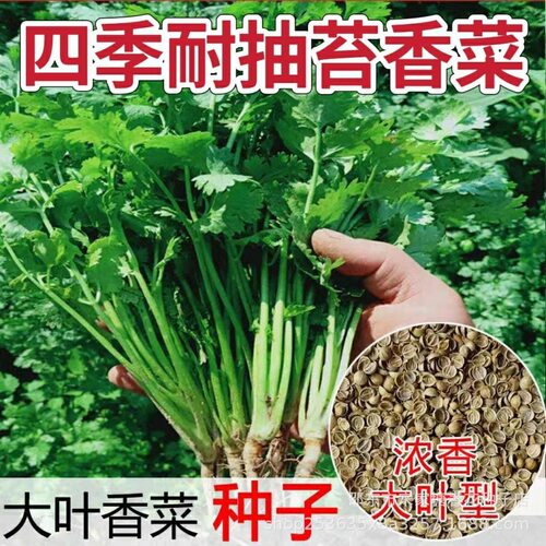 大菜种子室内盆大菜蔬菜种子可种