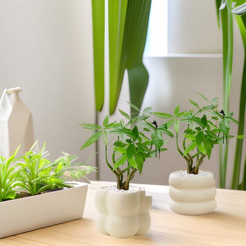 FortuneTreeDesktopPlantPo