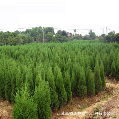 NewSongShuCypressGreening