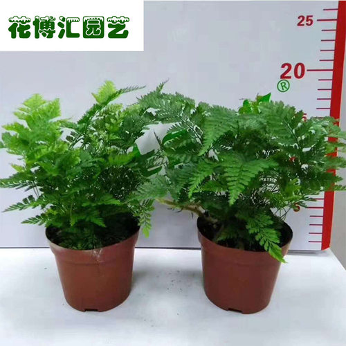 微景观桌面盆迷你狼尾蕨盆花苗蕨