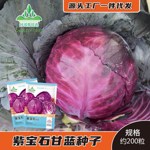紫甘蓝种子紫红色圆白菜种籽紫罗