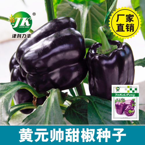 Purple bell peppers, colored peppers, edible balcony, potte