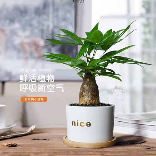 NewFortuneTreePotPlantsI