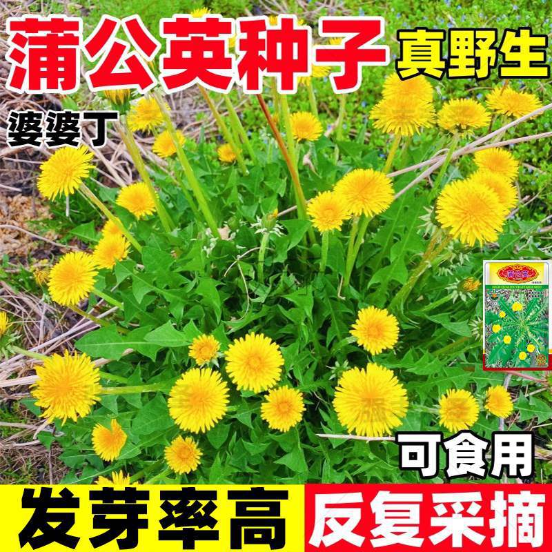 Planting wild dandelion seeds, Granny Dingpu Gongying, Four