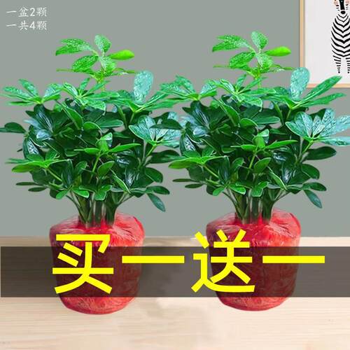 Duckfootedwoodenpotplants