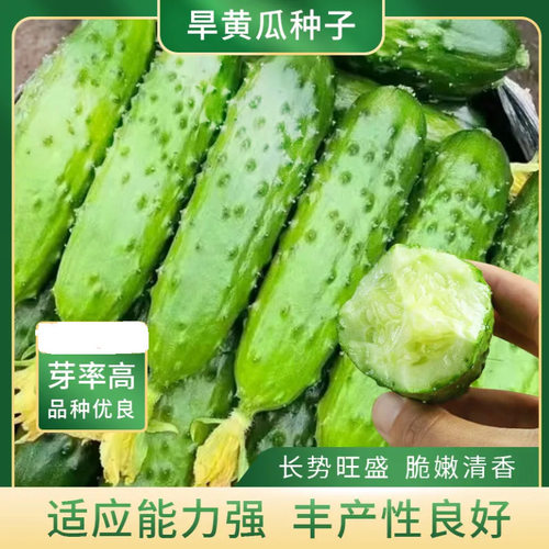 Dried Cucumber Local King Old Product Crispy Sweet Autumn M