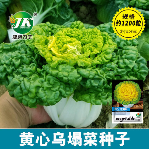 Huangxin Wuta vegetable, cold resistant Huangxin vegetable,