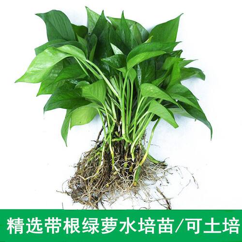 GreenRoseSeedlingPotIndoo
