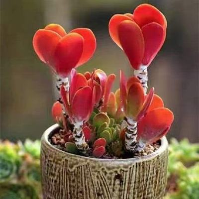 Tang Yin plant succulent old pile easy to maintain combinat