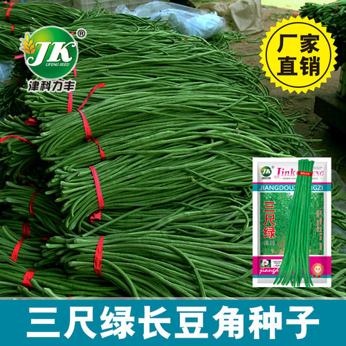 Three foot green long beans, dark green cowpeas, vegetable