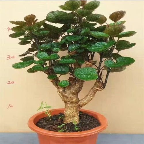 FuluTongRoundLeafPouchLa