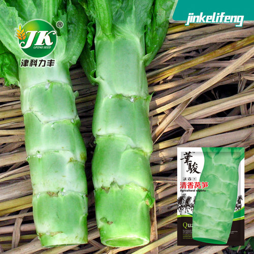 New Clear Lettuce Crispy Vegetable Lettuce T-shirt Moisturi