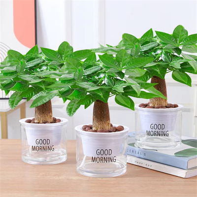 发财树室内小盆绿植植物绿萝文竹