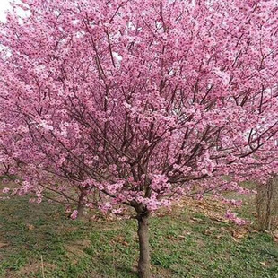 New planting seedlings, beautiful plum tree project, comple