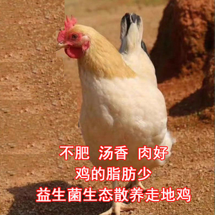 杏花鸡散养鸡老母鸡月子鸡三黄鸡真空新鲜包邮白条鸡清真土鸡