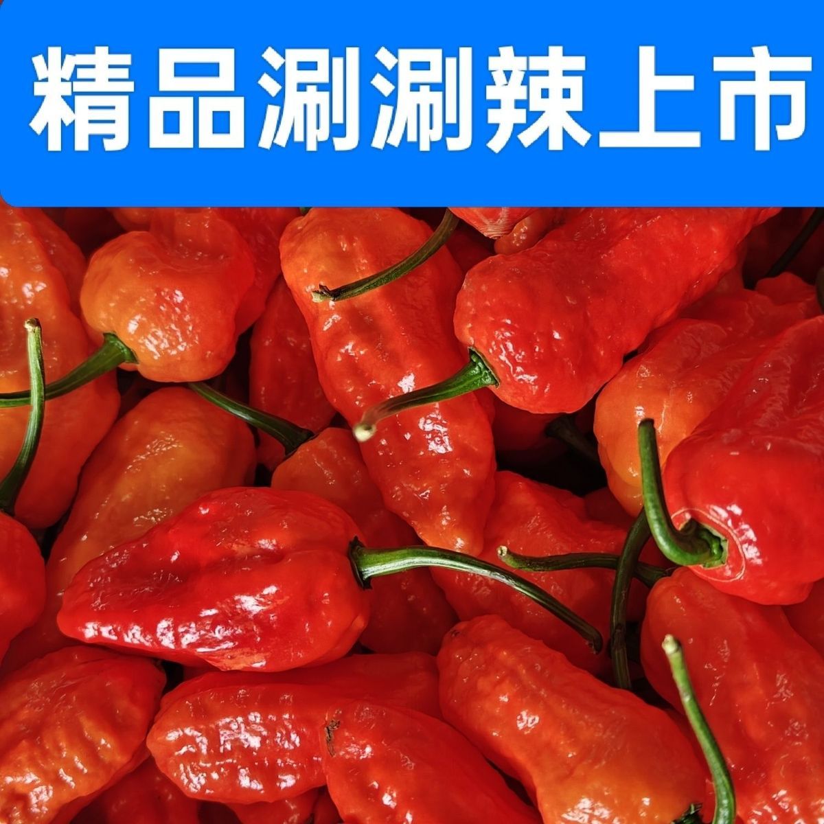 云南涮涮辣椒变态辣龙息辣椒辣椒王魔鬼辣椒干炒菜火锅家庭