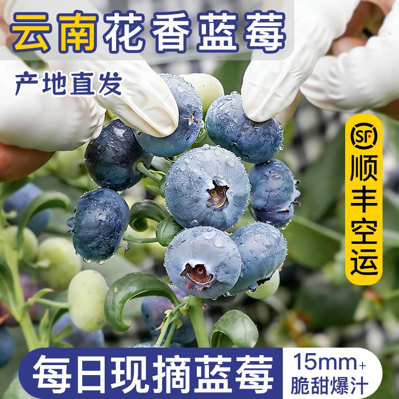 现摘云南高山花香蓝莓牧佳谷现采现发顺丰空运2