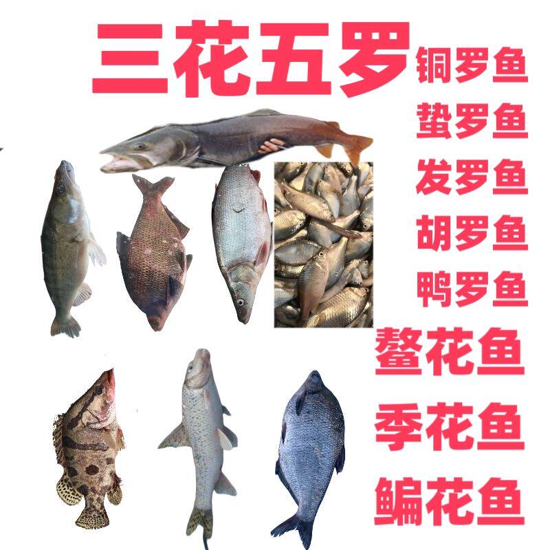 黑龙江江鱼盛宴套餐三花五罗礼盒野生鱼东北野生鱼冷水鱼套餐