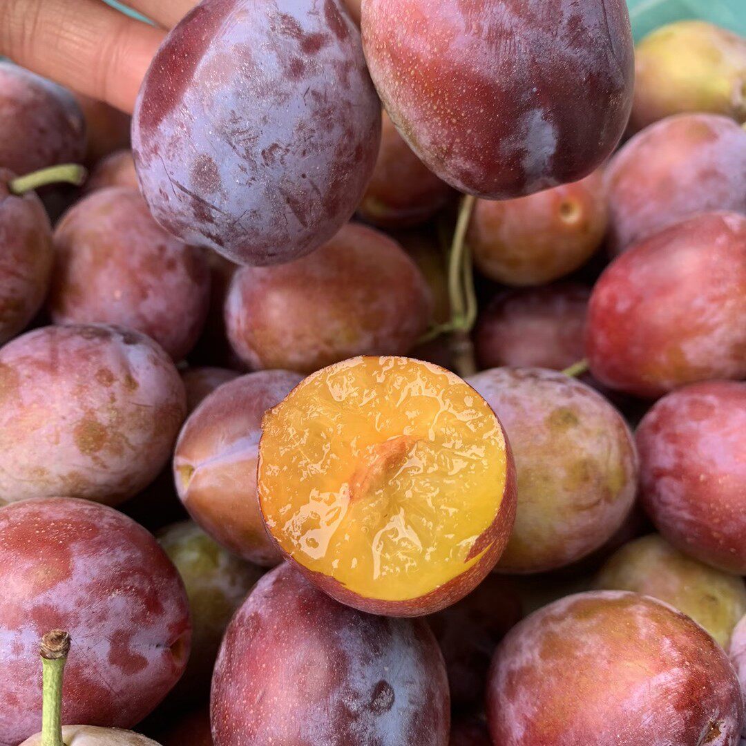 西梅进口西梅新鲜饱满顺丰包邮