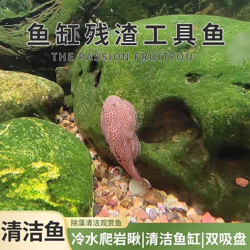 贵州爬岩鳅吸鳅琵琶小提琴鱼除藻鱼