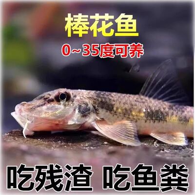 棒花鱼冷水观赏鱼清道夫岩鳅清理鱼缸除藻吃粪便翻砂底层溪流鱼