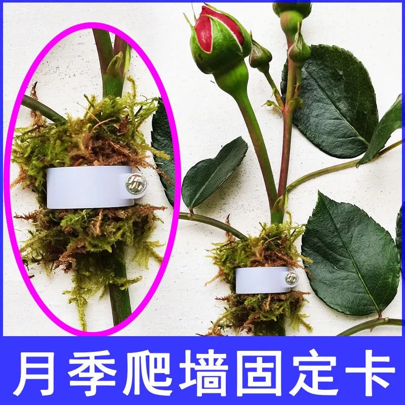 墙上固定花架月季蔷薇爬墙钢钉卡扣月季牵引枝条固定器免打孔